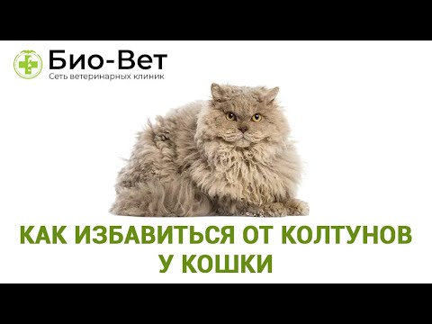 Как Избавиться От Колтунов У Кошки & Что Делать, Если У Кошки Появились Колтуны.Ветклиника Био Вет