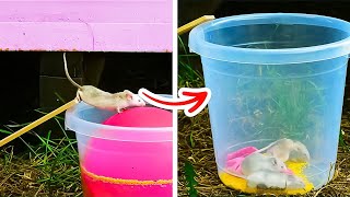 Easy Gardening Hacks To Try This Summer! How To Grow Any Plant At Home