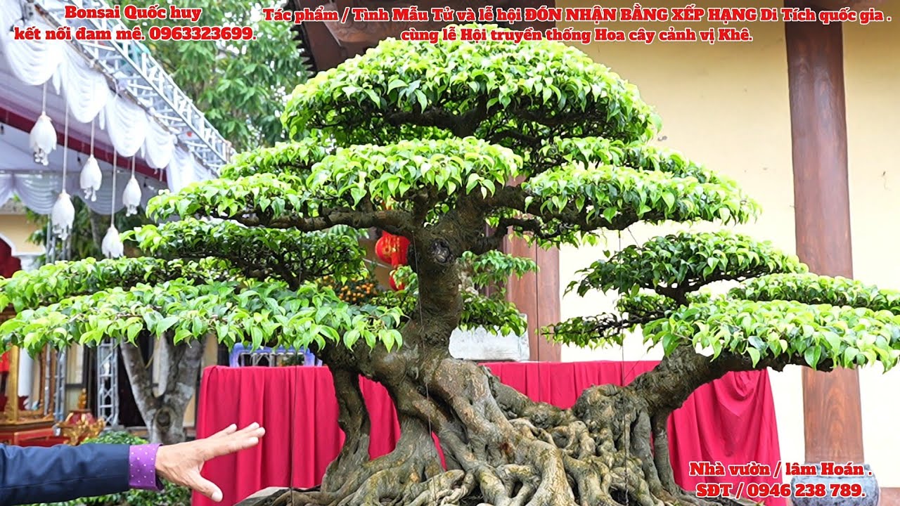 Tác phẩm  : tình mâu tử và hội truyền thống hoa cây cảnh vị Khê. 