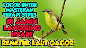 Sahabat kicau, Burung Remetuk Laut Gacor #sahabatkicau #kicaumania #remetuklautgacor