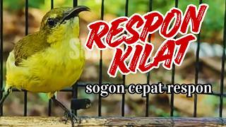 SOGON BETINA PEMANGGIL KILAT  Rapid Fire Female Sunbird Calling Audio