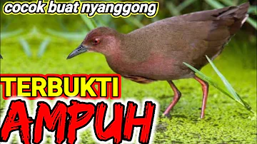 🔴 suara pikat burung tikusan sawah si mata mirah NO HOAK pasti langsung keluar