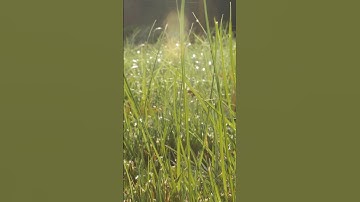 Nutsedge Treatment - Quick Tips!