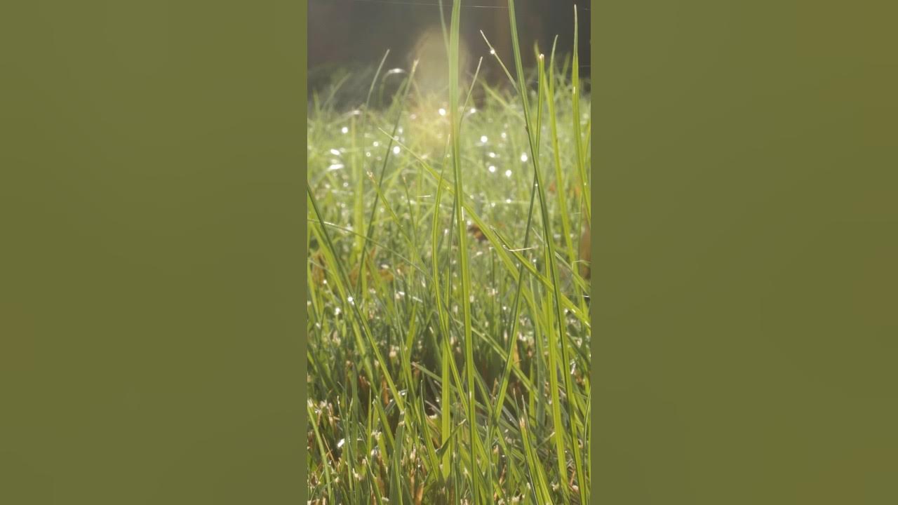 Nutsedge Treatment Quick Tips! YouTube