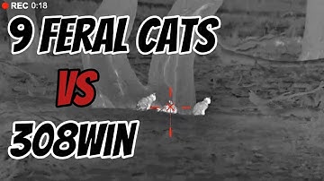 9 Feral Cats, Do They Have 9 Lives (Secret - No They DON