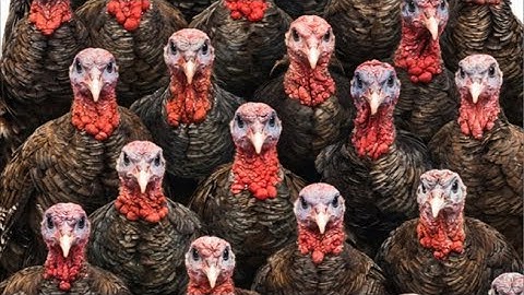 How many turkeys can you see here #live #maths #puzzle #shorts