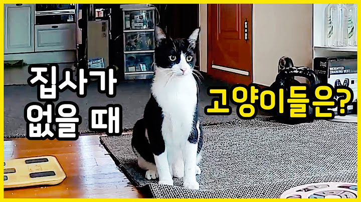 집사가 없을 때 고양이는 뭘 하고 있을까?