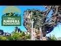 Disney's Animal Kingdom Vlog September 2019