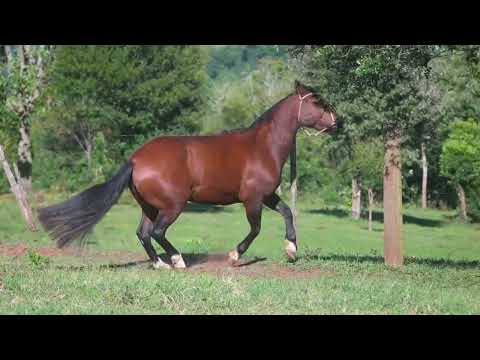 LOTE 15   HERANÇA DA MOEMA