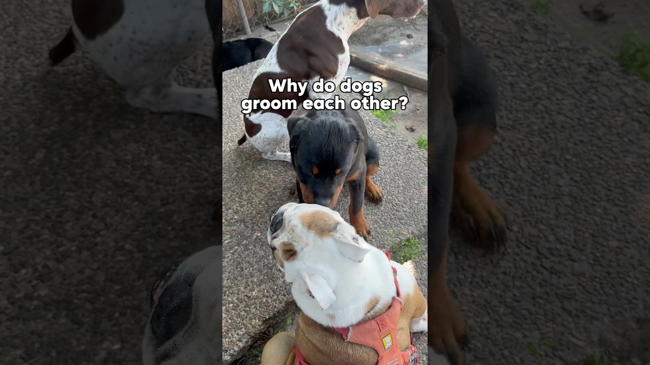 Why Do Dogs Groom Other Dogs? Discover the Reasons