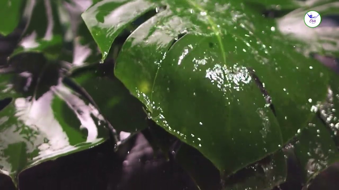 Watch Calm Within the Storm: Relaxing Rain & Music | Chills Sphere | True Solace on YouTube Watch Calm Within the Storm: Relaxing Rain & Music | Chills Sphere | True Solace on YouTube