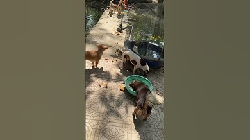 Tình mẫu tử thiêng liêng của chó mẹ và chó con rất là đang yêu thương nhiều nhất #samnien #samnien