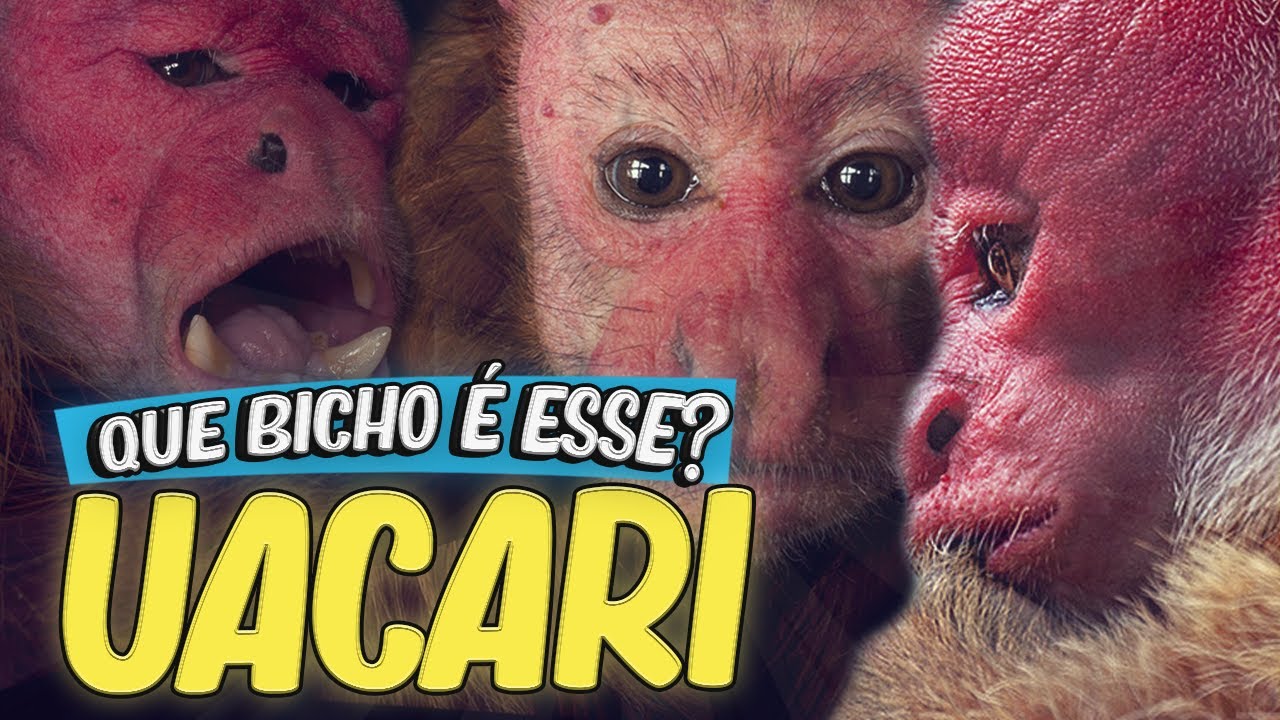 UACARI (Cacajao calvus) - QUE BICHO É ESSE? | BIOLOGANDO