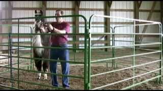 Approach, Halter, and Lead Your Camelids With Ease