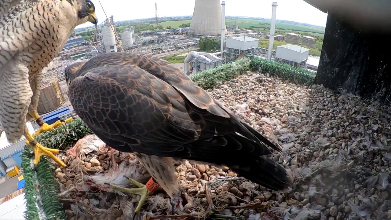 baby peregrine falcon in nest