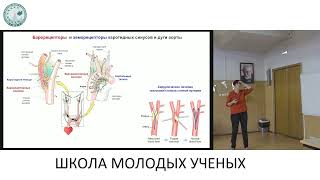 Изменения регуляции системной гемодинамики при ишемическом повреждении - Тарасова Ольга Сергеевна