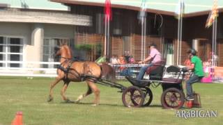 Caballo árabe en el deporte de enganche