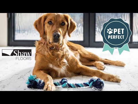 Shaw's Posh Life Pet Perfect Carpet- Pet-Friendly!