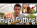 BIGGEST Cutting We've ever Rooted (Pt. 2) How to Grow a Fig Tree Cutting | Extreme Plant propagation