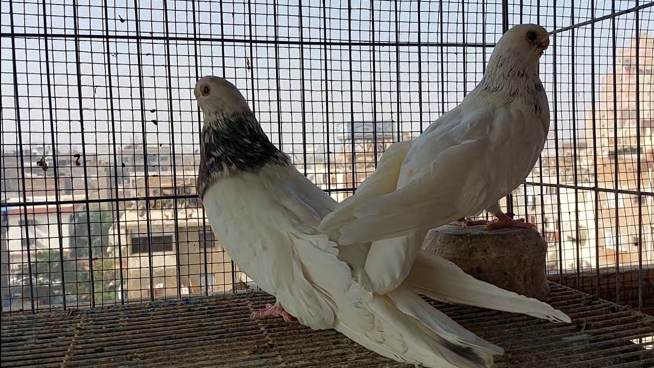 زوج حمام صوافه قاطعين بيض وصلوني وهيتم تشخيص حالتهم وإعطاء العلاج المناسب