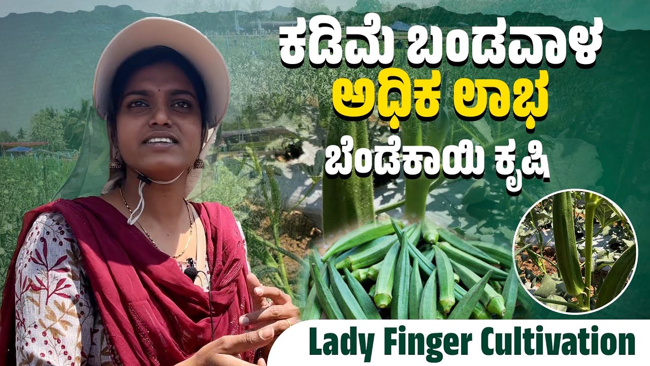 ಬೆಂಡೆ ಕೃಷಿ| ಬೆಂಡೆಕಾಯಿ ಕೃಷಿ ಸಂಪೂರ್ಣ ಮಾಹಿತಿ |  Lady Finger Cultivation  | Udayavani