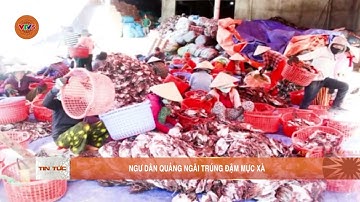 NGƯ DÂN QUẢNG NGÃI TRÚNG ĐẬM MỰC XÀ | VTV5