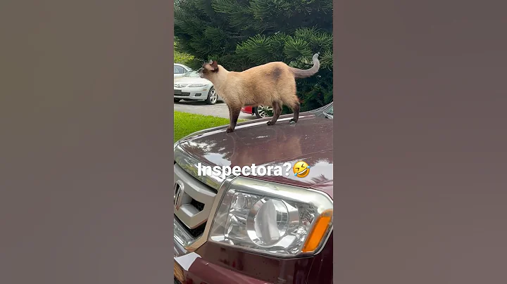 Video 2435621: siamese catlover, catlover kittycat