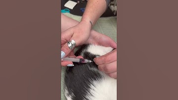 Skills Group #12 - Subcutaneous Cat