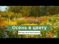 Осенние цветущие многолетники.