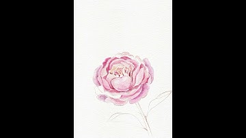 Watercolour peony in Procreate