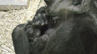 赤ちゃんゴリラが動き出した💗生後1ヶ月のころ【京都市動物園】