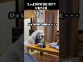 祖父の帰りが遅いだけでいじける愛犬　#グレートピレニーズ #大型犬 #愛犬 #かわいい犬 #greatpyrenees