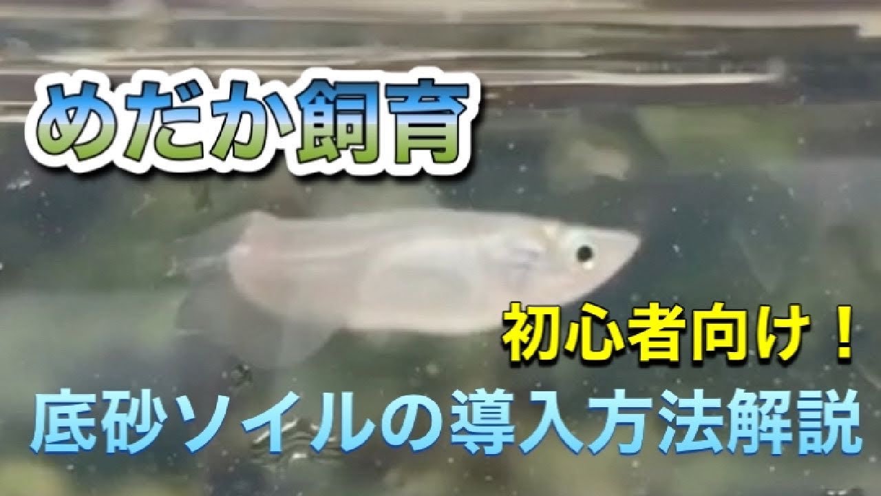 めだか飼育底砂ソイルの導入方法 Youtube
