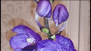 Орхідея Ванда *Vanda* Як росте квітконос