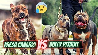 Presa Canario VS Bully Pitbull | Fight Anagist Most dangerous dogs in the World 2021 by Universe Unique Animals 7,060 views 2 years ago 11 minutes, 4 seconds