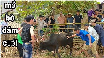Mổ bò để chuẩn bị cho đám cưới 170 mâm của người mường Phù Yên Sơn La P1 || Teamvlogs26