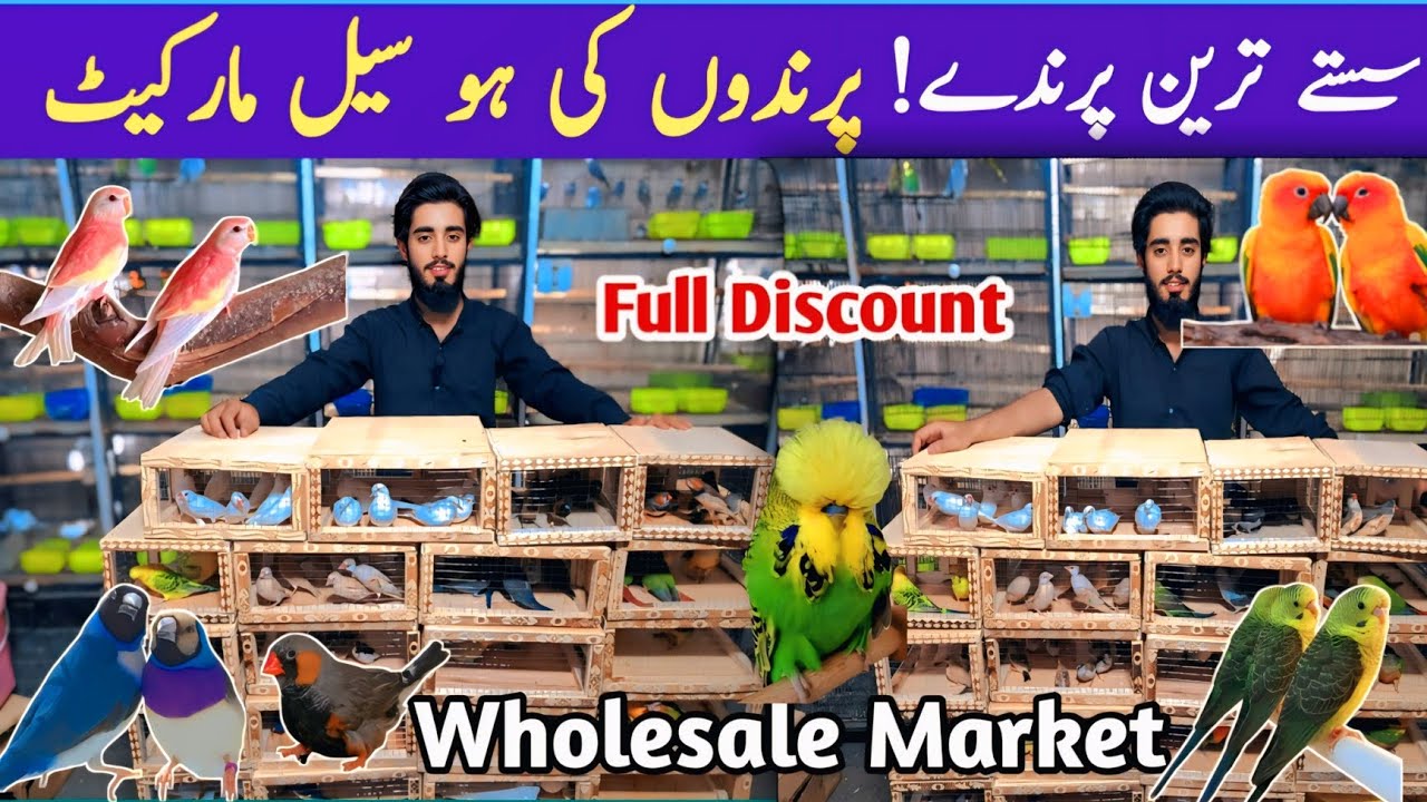 Haris Bahi ki Deal l All birds available in wholesale rates l bird market lahore l