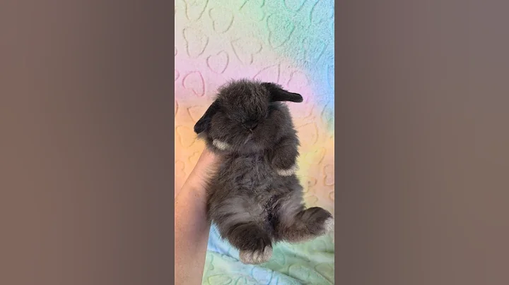 Video 9591681: baby siamese