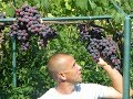 Ультра ранние сорта винограда. Сезон 2017 (Ultra early varieties of grapes. Season 2017)