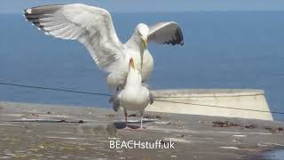 Herring gulls mating
