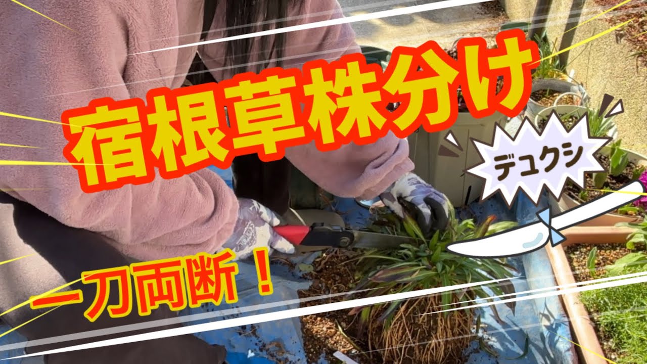 宿根草株分け 勝つも負けるも自己責任