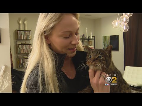 Lost Cat Reunited With Family After 10 Years