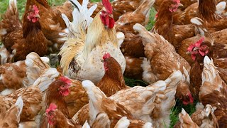 Animal-to-human transmission of bird flu is ‘rare’