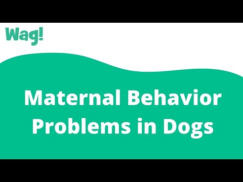 Video: Mātes Uzvedības Problēmas Suņiem