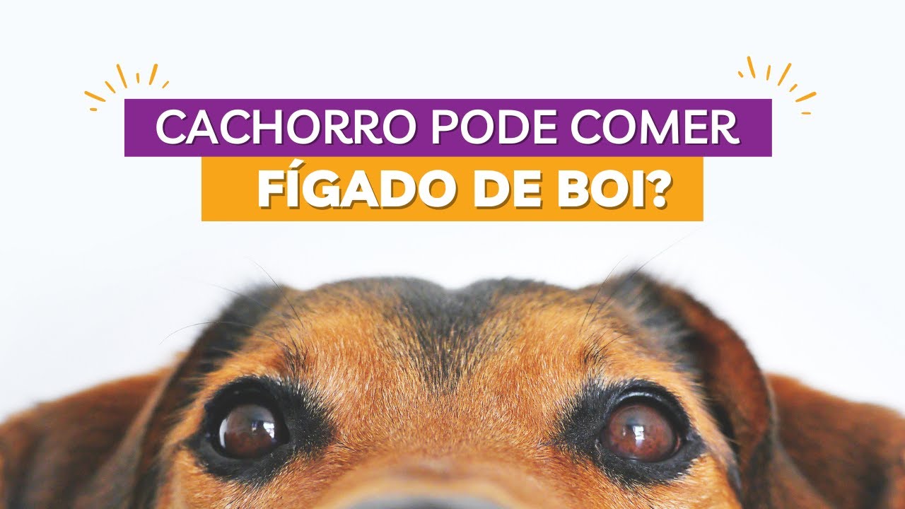 Cachorro pode comer fígado? Descubra aqui!