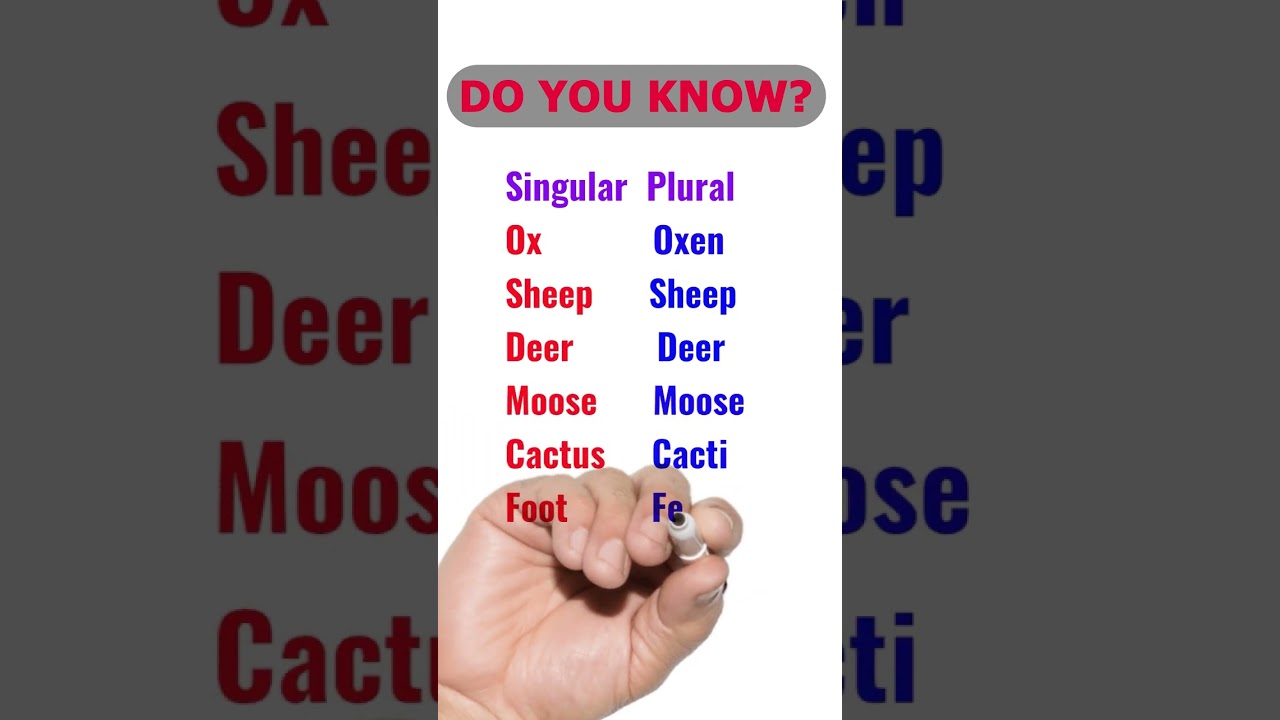 plural of sheep