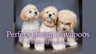 8 Weeks Young Cavapoo Baby Boys #cute #2024 #puppy