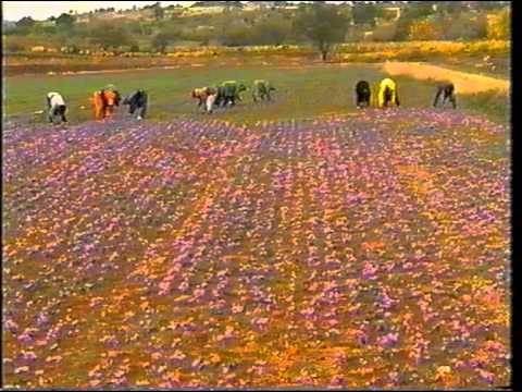 Βίντεο: Είναι καλό σημάδι ο κρόκος;