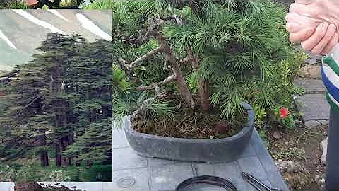 Cosa forniscono le foreste di cedri?
