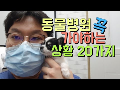 동물병원을 꼭 가야하는 상황 20가지